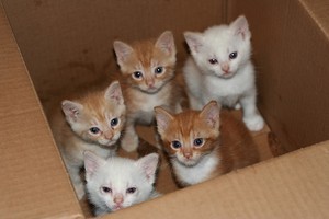 a box of kittens